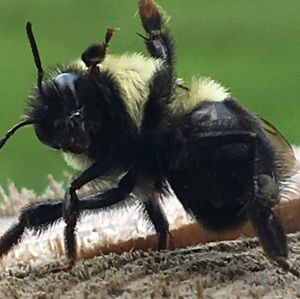 Meet your Posher, Tim